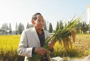 高產粳稻