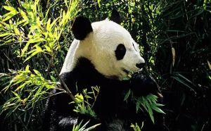 卡內普保護區
