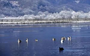 神農(nóng)架大九湖國家濕地公園動(dòng)物