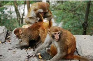 動物繁殖