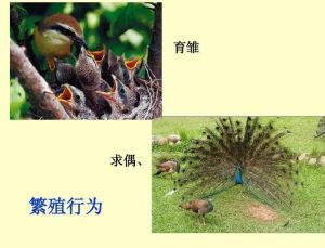 動物繁殖