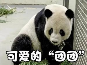 大熊貓團團