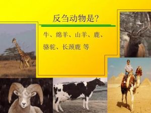 反芻動(dòng)物