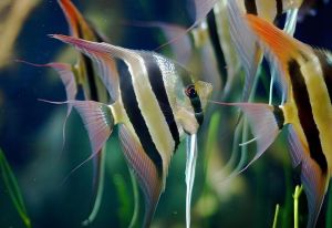 橫紋神仙魚