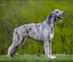 愛爾蘭獵狼犬