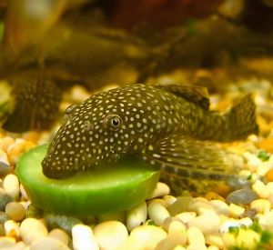 清道夫魚