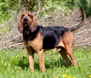 尋血獵犬