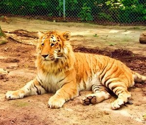 虎獅獸