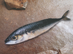 鯖魚
