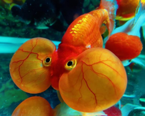 水泡金魚