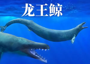 龍王鯨