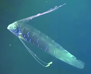 皇帶魚