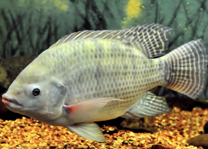 莫桑比克羅非魚