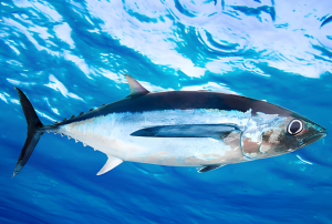長鰭金槍魚 長鰭金槍魚