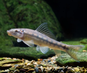 雙孔魚