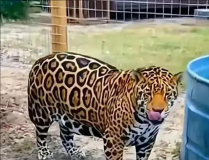 攀枝花動(dòng)物園
