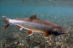 北極鮭魚(yú)